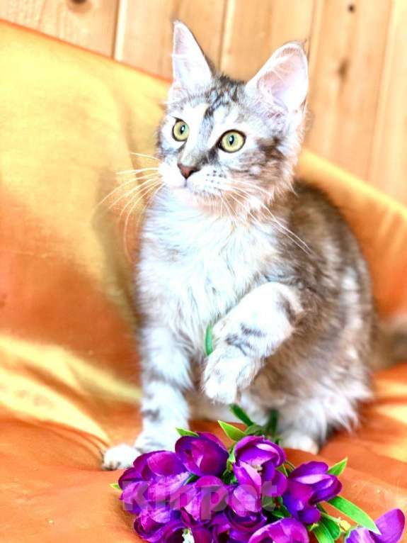 Кошки в Челябинске: 🔥🔥🔥 КОТЕНОК МЕЙН-КУН ПОЛИДАКТ ДЕВОЧКА Девочка, Бесплатно - фото 5