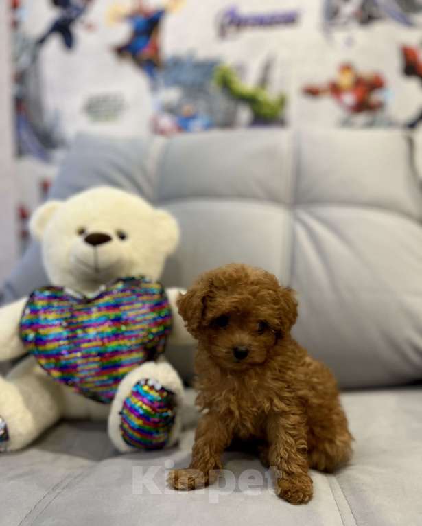 Собаки в Санкт-Петербурге: Той-пудель мини Тедди  Девочка, 110 000 руб. - фото 2