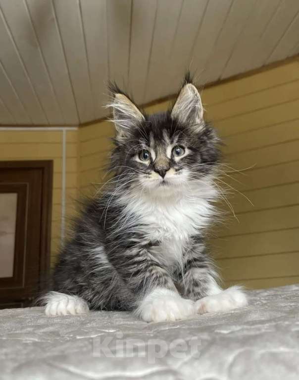 Кошки в других городах Московской области: Мейн-кун полидакт мальчишка🔥 Мальчик, 80 000 руб. - фото 6
