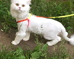 Кошки в Рузаевке: Вязка, 1 000 руб. - фото 1