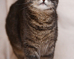 Кошки в Москве: Шикарный кот Савва Мальчик, 1 руб. - фото 2