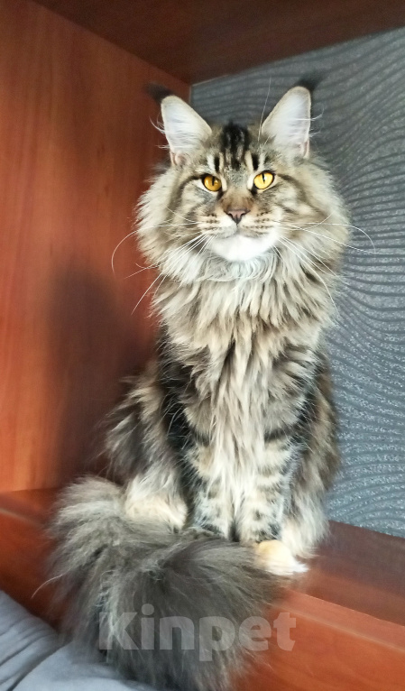 Кошки в Москве: Мейн-Кун котята Девочка, Бесплатно - фото 7