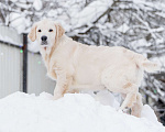 Собаки в Москве: Щенки Золотистого ретривера Мальчик, 100 000 руб. - фото 6