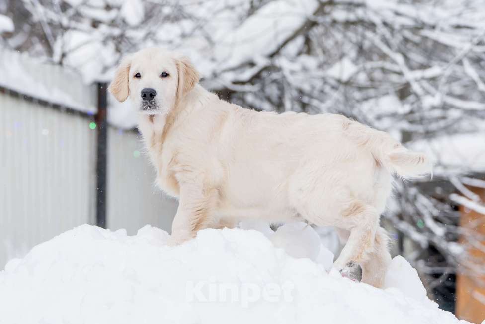 Собаки в Москве: Щенки Золотистого ретривера Мальчик, 100 000 руб. - фото 6