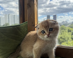 Кошки в Москве: Шотландский котёнок вислоухий Мальчик, 5 000 руб. - фото 1