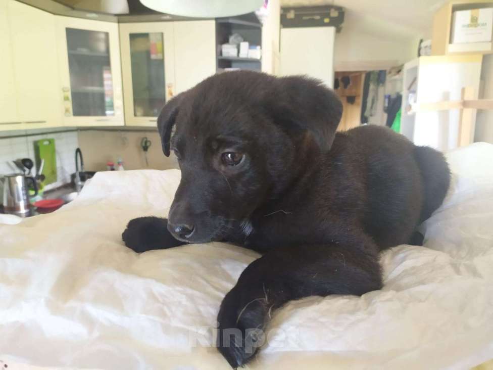 Собаки в Москве: У Малыша почти не осталось времени. Откликов нет Девочка, Бесплатно - фото 2