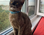 Кошки в Москве: Бурманские котята, котята с документами Девочка, 20 000 руб. - фото 2