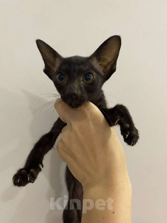 Кошки в Краснодаре: Ориентальный котенок Девочка, Бесплатно - фото 1