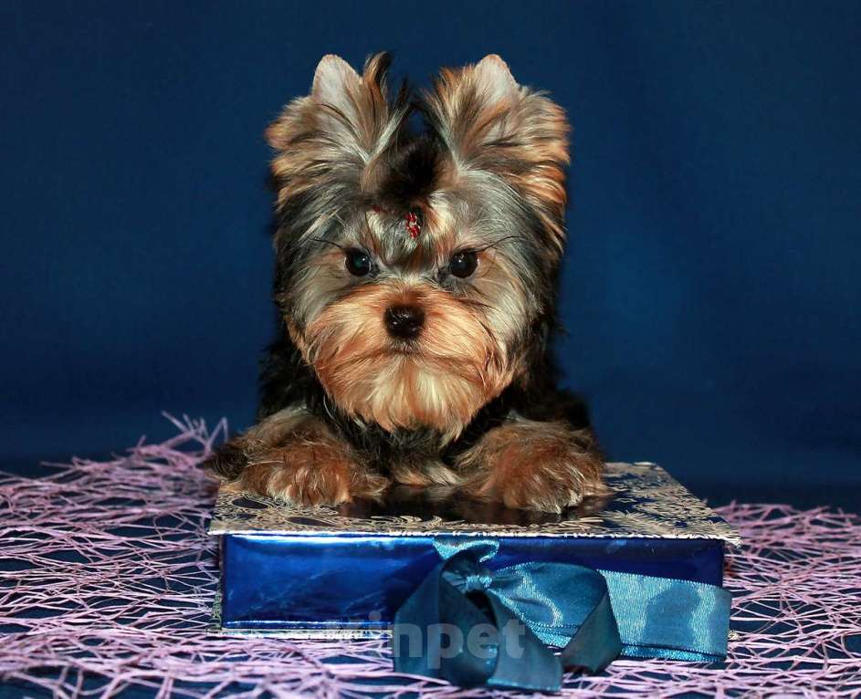 Собаки в Москве: Мальчик Йорк от чемпионов. Мальчик, 70 000 руб. - фото 7
