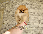 Собаки в Москве: Питомник Ркф мини мальчик померанского шпица Мальчик, Бесплатно - фото 1