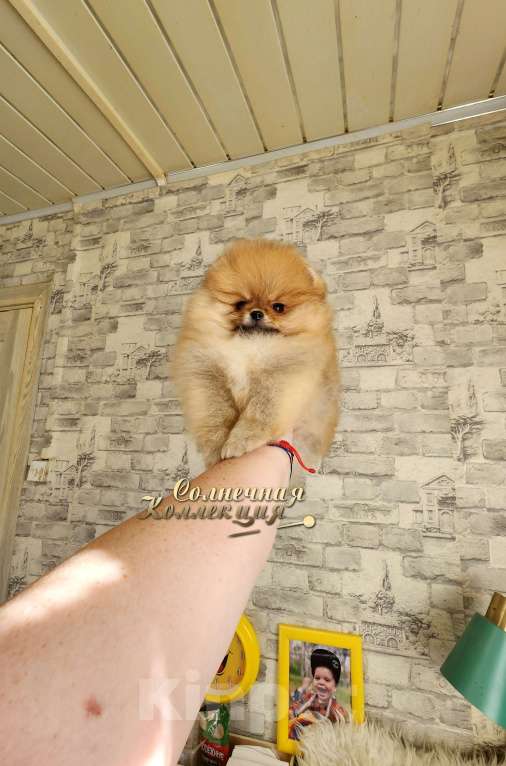 Собаки в Москве: Питомник Ркф мини мальчик померанского шпица Мальчик, Бесплатно - фото 1
