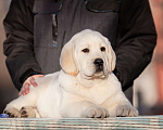 Собаки в Челябинске: Щенок лабрадора  Мальчик, 60 000 руб. - фото 1