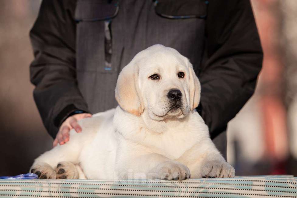 Собаки в Челябинске: Щенок лабрадора  Мальчик, 60 000 руб. - фото 1