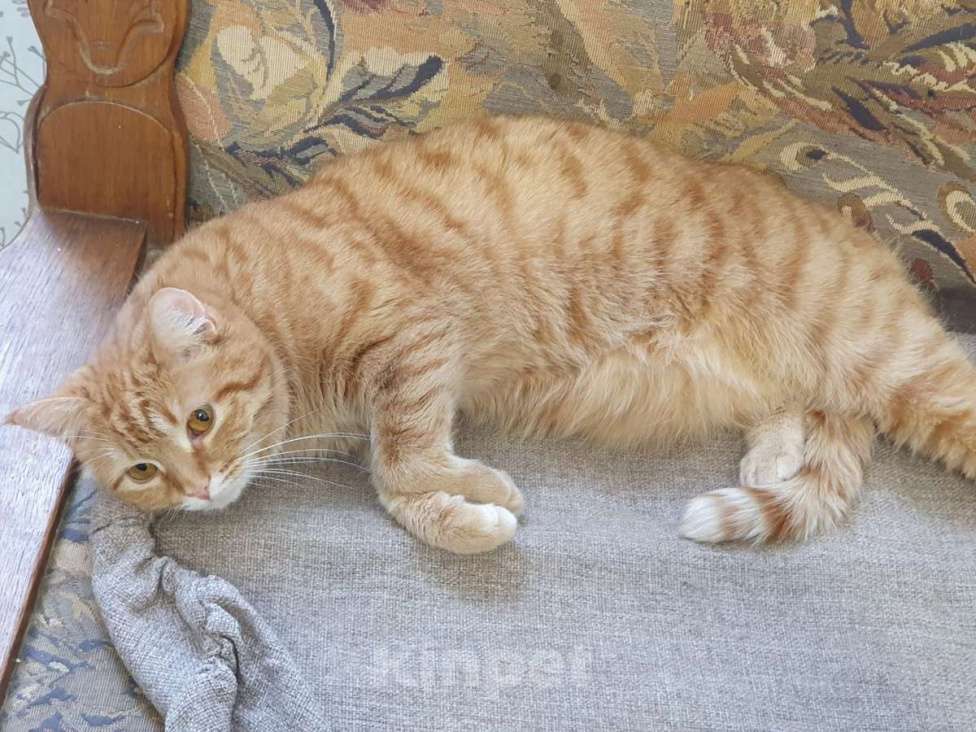 Кошки в Москве: Рыжая красавица Нюша в добрые руки! Девочка, Бесплатно - фото 4