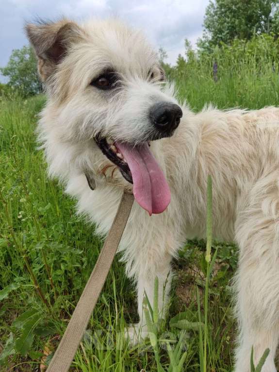 Собаки в Москве: В добрые руки Мальчик, Бесплатно - фото 2