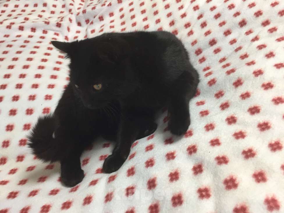 Кошки в Краснодаре: Кошечка в добрые руки Девочка, Бесплатно - фото 9