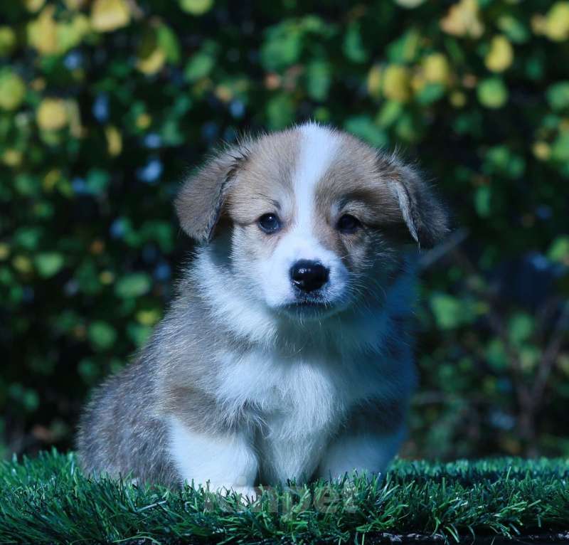 Собаки в Москве: вельш корги пемброк щенки Мальчик, 90 000 руб. - фото 10