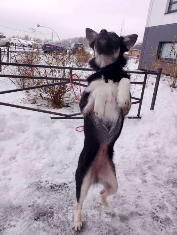 Собаки в Санкт-Петербурге: Ищет дом крошка-собачка весом 6 кг Девочка, Бесплатно - фото 9