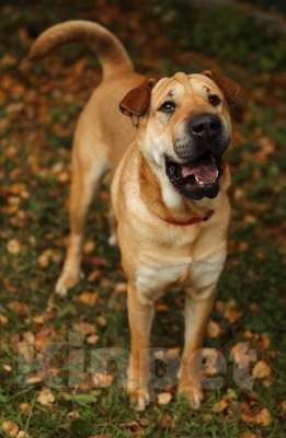 Собаки в Москве: Маффин суперпозитивный и общительный! Мальчик, Бесплатно - фото 5