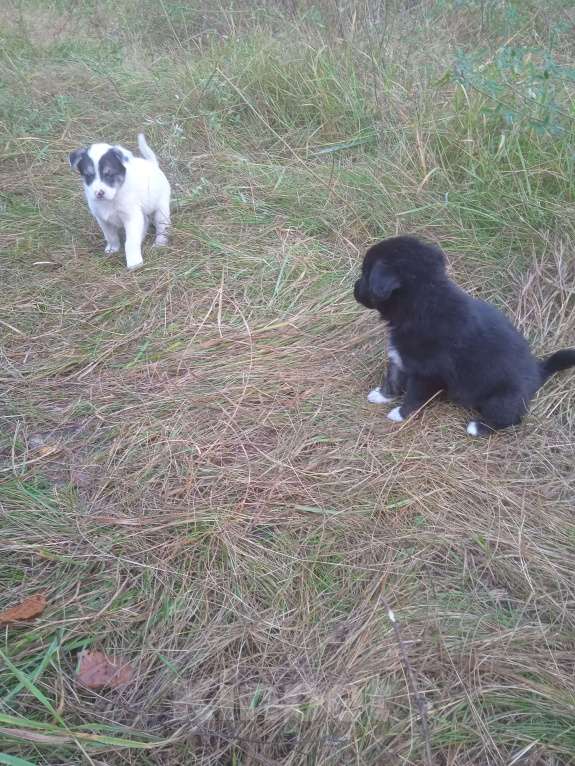 Собаки в Липецке: Очаровательные щенки  Девочка, Бесплатно - фото 10