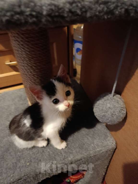 Кошки в Набережных Челнах: Котёнок в добрые руки Мальчик, Бесплатно - фото 1