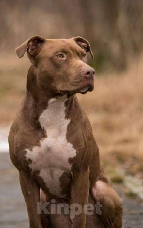 Собаки в Саратове: Продаются щенки Американского питбультерьера (Red Nous) Разнополые, 70 000 руб. - фото 3