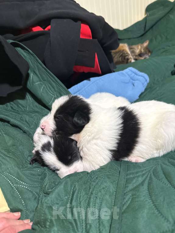 Собаки в других городах Московской области: Эбигейл Девочка, 100 руб. - фото 7