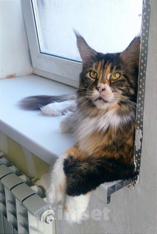 Кошки в других городах Московской области: Кошка Мейн-кун Девочка, Бесплатно - фото 4