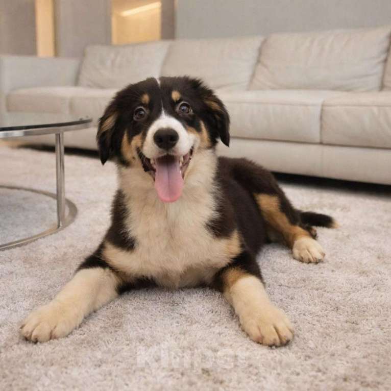 Собаки в Москве: Щенки австралийской овчарки Девочка, 40 000 руб. - фото 1