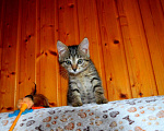 Кошки в Москве: Серый полосатый ручной котенок Кексик в добрые руки Мальчик, Бесплатно - фото 1
