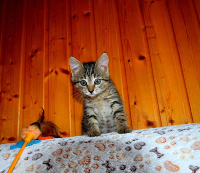 Объявление: Серый полосатый ручной котенок Кексик в добрые руки, Бесплатно, Москва