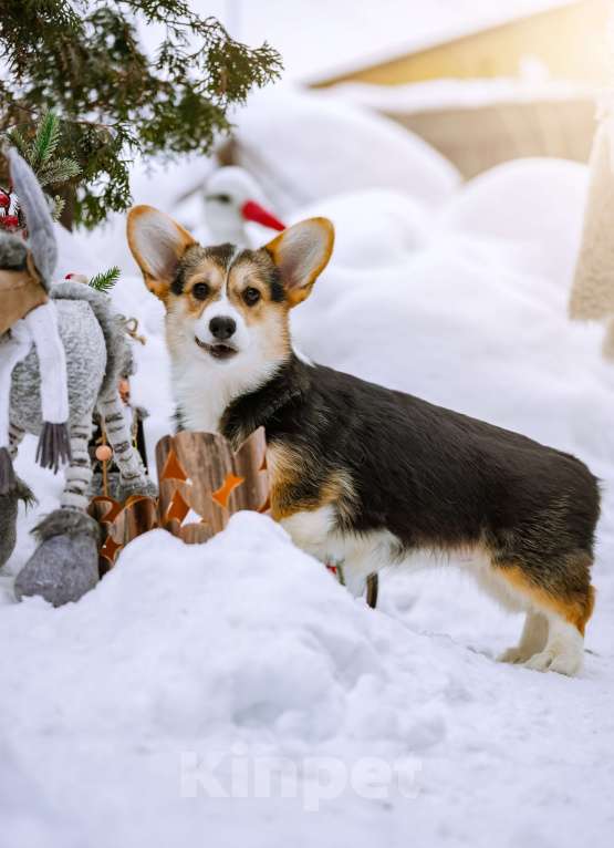 Собаки в Новосибирске: Вельш Корги Пемброк Динь-Динь Девочка, 65 000 руб. - фото 5