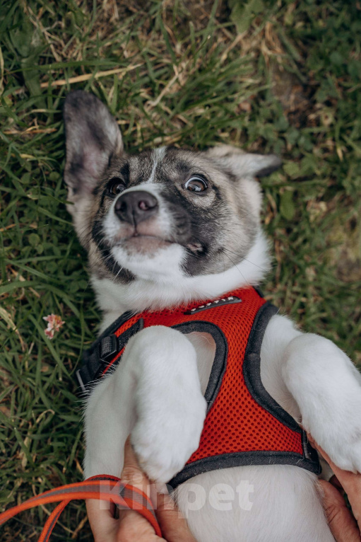 Собаки в Москве: Щенок в добрые руки бесплатно Москва Девочка, Бесплатно - фото 5