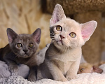 Кошки в Ростове-на-Дону: Европейская Бурма котята Девочка, Бесплатно - фото 10