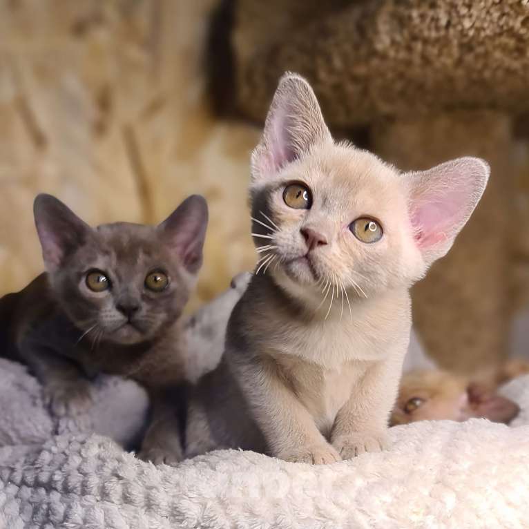 Кошки в Ростове-на-Дону: Европейская Бурма котята Девочка, Бесплатно - фото 10