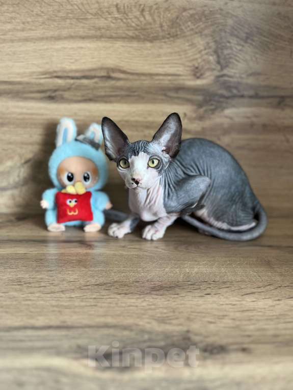 Кошки в Москве: Канадский сфинкс  Мальчик, 20 000 руб. - фото 2
