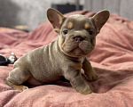 Собаки в Москве: Французский бульдог мальчик Мальчик, 100 000 руб. - фото 1
