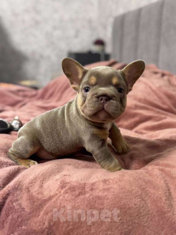 Собаки в Москве: Французский бульдог мальчик Мальчик, 100 000 руб. - фото 1