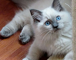 Кошки в Москве: Кошечка рэгдолл Девочка, 57 000 руб. - фото 2