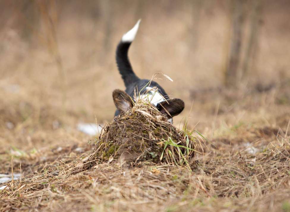 Собаки в других городах Ленинградской области: Шикарный щенок вельш корги кардиган из питомника  Мальчик, 70 000 руб. - фото 7