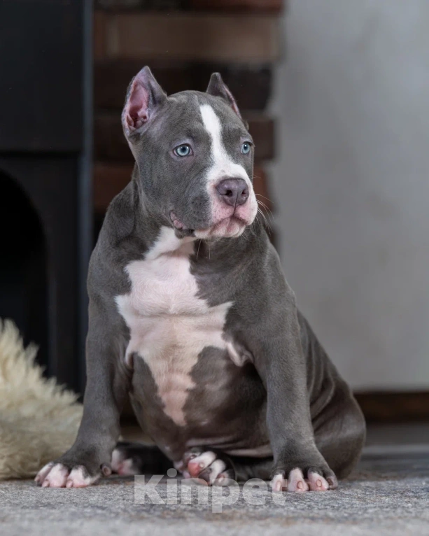 Собаки в Воронеже: Американский Булли стандарт Мальчик, Бесплатно - фото 5