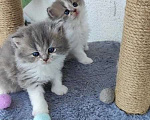 Кошки в Тюмени: Шотландские прямоухие Девочка, 15 000 руб. - фото 1