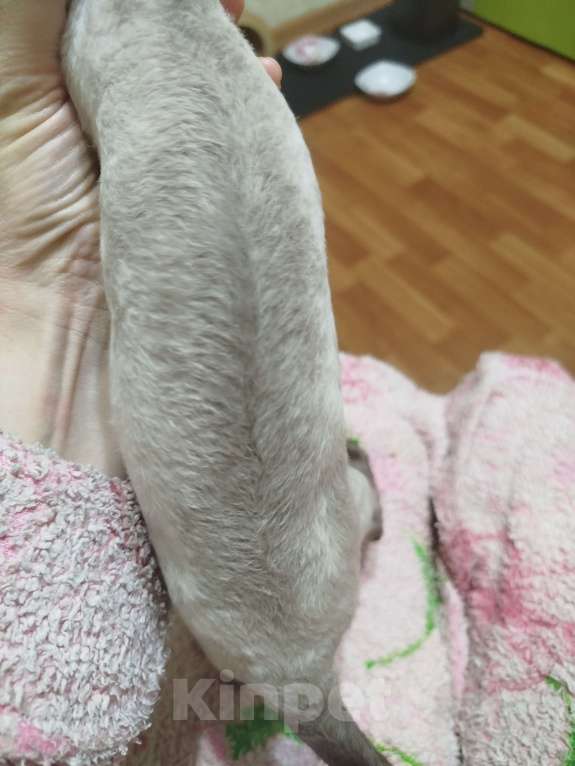 Кошки в Воронеже: Девон Рекс коёнок Девочка, Бесплатно - фото 7