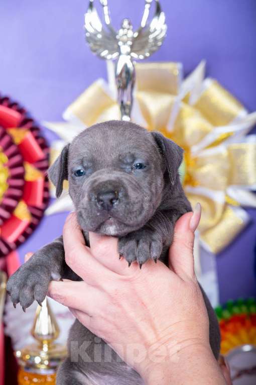 Собаки в Красноярске: Щенки американского питбультерьера Девочка, 45 000 руб. - фото 3