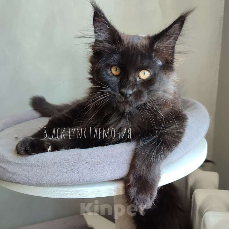 Кошки в Красноярске: Кошечка мейн-кун Девочка, 35 000 руб. - фото 4