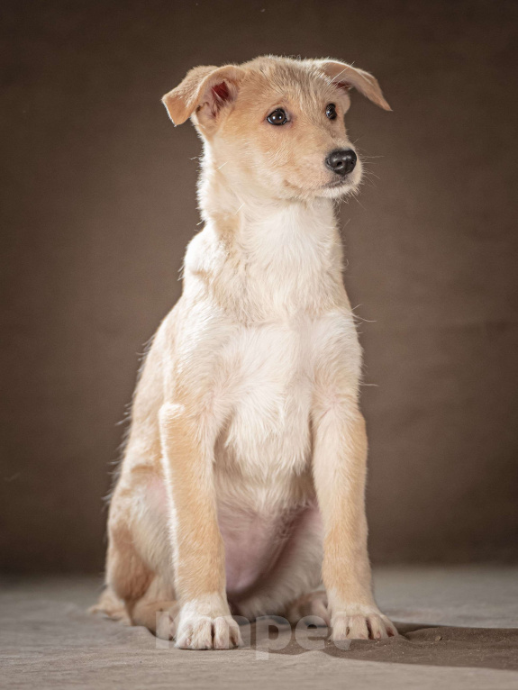 Собаки в Клине: Мелани — послушная леди готова стать вашей гордостью Девочка, Бесплатно - фото 2