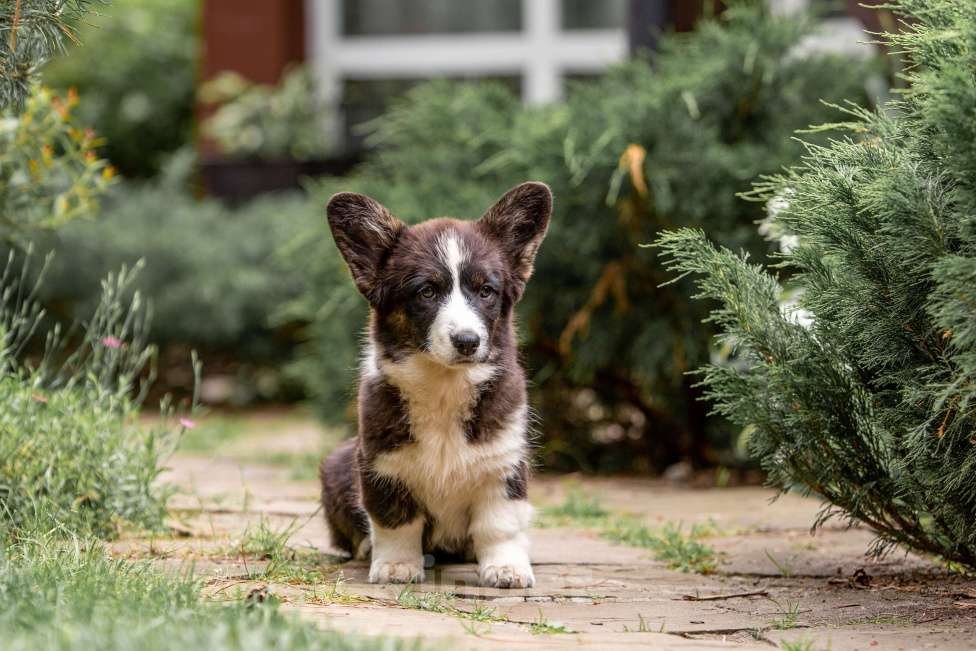 Собаки в Москве: Щенок корги Девочка, 50 000 руб. - фото 6