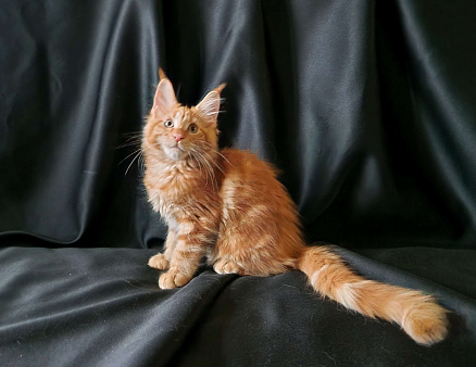 Пресненские котята породы мейн-кун. Алиса