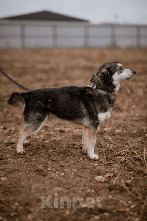 Собаки в Москве: Маленький пёсик Пьероша в добрые руки Мальчик, 1 руб. - фото 7