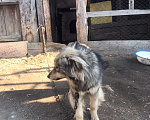 Собаки в Омске: Собака в частный дом Мальчик, 10 руб. - фото 3